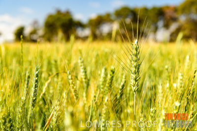 October 2019 / ROSEWORTHY_SA_191018-1040