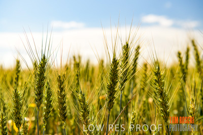 October 2019 / ROSEWORTHY_SA_191018-1044