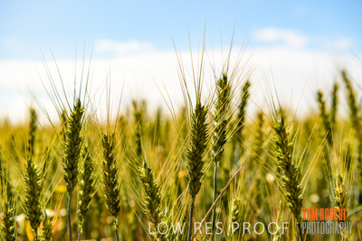 October 2019 / ROSEWORTHY_SA_191018-1045