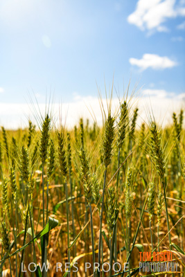 October 2019 / ROSEWORTHY_SA_191018-1049