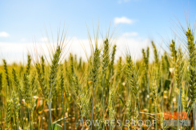 October 2019 / ROSEWORTHY_SA_191018-1056