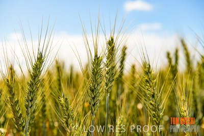 October 2019 / ROSEWORTHY_SA_191018-1058