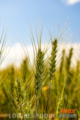 October 2019 / ROSEWORTHY_SA_191018-1062