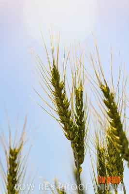 October 2019 / ROSEWORTHY_SA_191018-1068