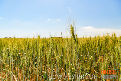 October 2019 / ROSEWORTHY_SA_191018-1073