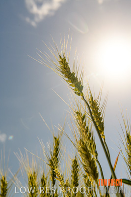 October 2019 / ROSEWORTHY_SA_191018-1077