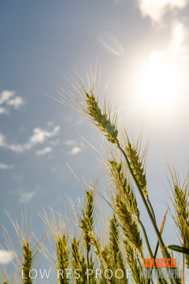 October 2019 / ROSEWORTHY_SA_191018-1079