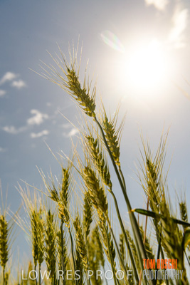 October 2019 / ROSEWORTHY_SA_191018-1080