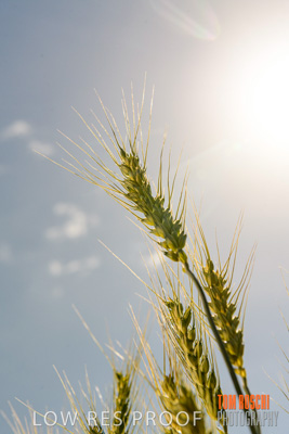 October 2019 / ROSEWORTHY_SA_191018-1082