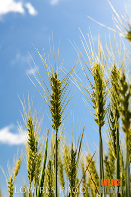 October 2019 / ROSEWORTHY_SA_191018-1084