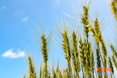 October 2019 / ROSEWORTHY_SA_191018-1085