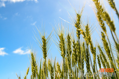 October 2019 / ROSEWORTHY_SA_191018-1086