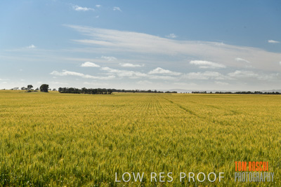 October 2019 / ROSEWORTHY_SA_191018-1088