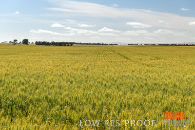 October 2019 / ROSEWORTHY_SA_191018-1089