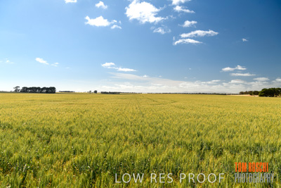 October 2019 / ROSEWORTHY_SA_191018-1091