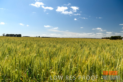 October 2019 / ROSEWORTHY_SA_191018-1095