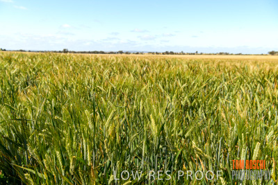 October 2019 / ROSEWORTHY_SA_191018-1111