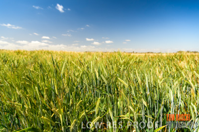 October 2019 / ROSEWORTHY_SA_191018-1116