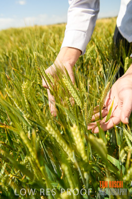 October 2019 / ROSEWORTHY_SA_191018-1135