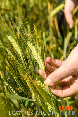 October 2019 / ROSEWORTHY_SA_191018-1144