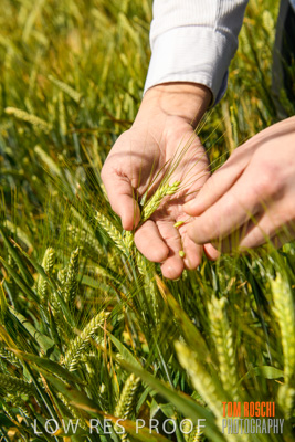 October 2019 / ROSEWORTHY_SA_191018-1149