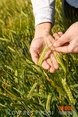 October 2019 / ROSEWORTHY_SA_191018-1150