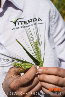 October 2019 / ROSEWORTHY_SA_191018-1155