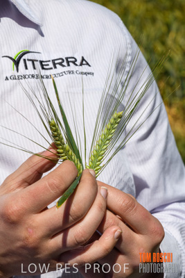 October 2019 / ROSEWORTHY_SA_191018-1161