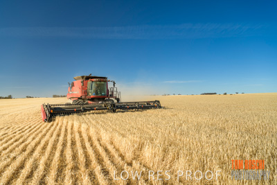 December 2019 / BARLEY_HARVEST_GERANIUM_191210_060
