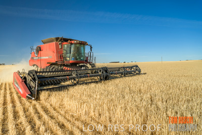 December 2019 / BARLEY_HARVEST_GERANIUM_191210_062