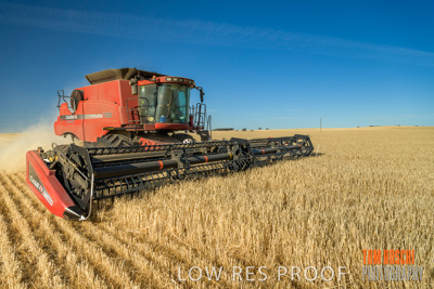 December 2019 / BARLEY_HARVEST_GERANIUM_191210_063