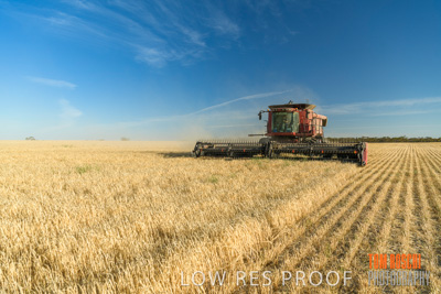 December 2019 / BARLEY_HARVEST_GERANIUM_191210_067