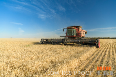 December 2019 / BARLEY_HARVEST_GERANIUM_191210_068