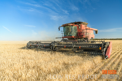 December 2019 / BARLEY_HARVEST_GERANIUM_191210_069