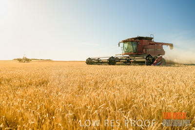 December 2019 / BARLEY_HARVEST_GERANIUM_191210_086
