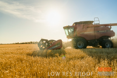 December 2019 / BARLEY_HARVEST_GERANIUM_191210_089