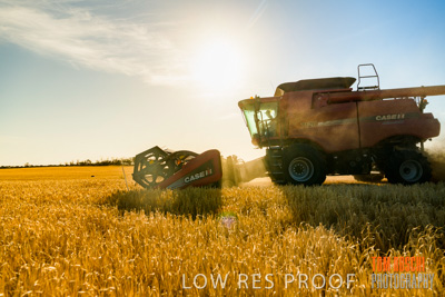 December 2019 / BARLEY_HARVEST_GERANIUM_191210_090