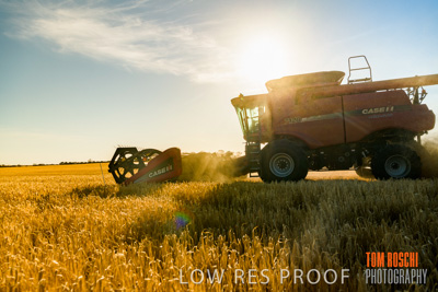December 2019 / BARLEY_HARVEST_GERANIUM_191210_092