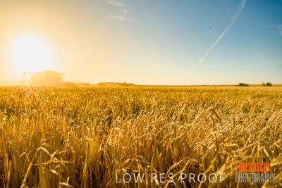 December 2019 / BARLEY_HARVEST_GERANIUM_191210_095