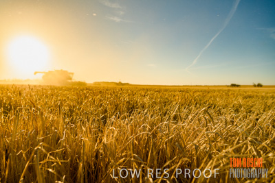 December 2019 / BARLEY_HARVEST_GERANIUM_191210_096
