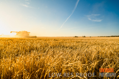 December 2019 / BARLEY_HARVEST_GERANIUM_191210_097