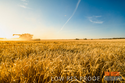 December 2019 / BARLEY_HARVEST_GERANIUM_191210_098