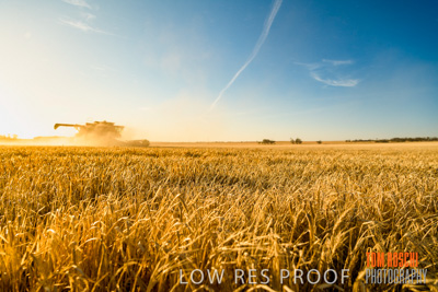 December 2019 / BARLEY_HARVEST_GERANIUM_191210_099