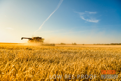 December 2019 / BARLEY_HARVEST_GERANIUM_191210_102