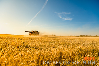 December 2019 / BARLEY_HARVEST_GERANIUM_191210_103