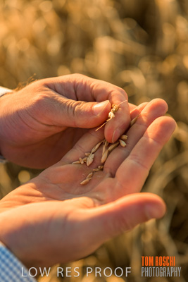 December 2019 / BARLEY_HARVEST_GERANIUM_191210_131