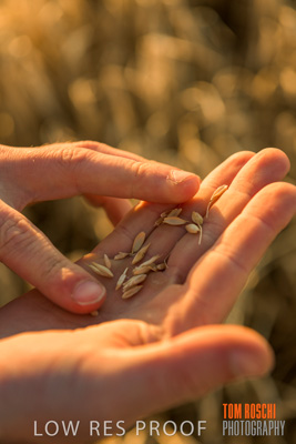 December 2019 / BARLEY_HARVEST_GERANIUM_191210_132