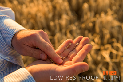 December 2019 / BARLEY_HARVEST_GERANIUM_191210_134