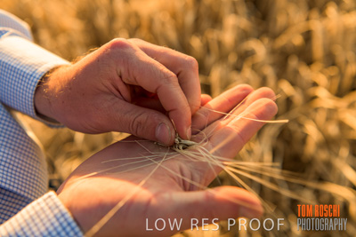 December 2019 / BARLEY_HARVEST_GERANIUM_191210_135