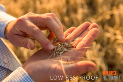 December 2019 / BARLEY_HARVEST_GERANIUM_191210_136
